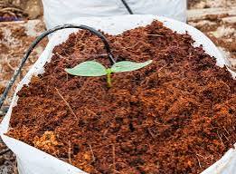 High EC Cocopeat 5kg Block view 4 thumbnail 4